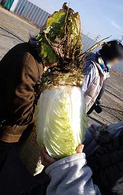 三里塚反対同盟2011新年デモにて白菜の根っこ