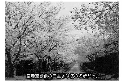 空港建設前の三里塚は桜の名所だった　御料牧場の桜並木