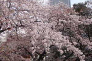 青山・満開の桜